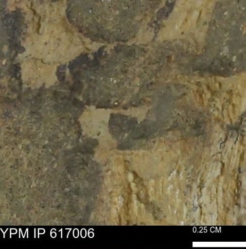 Teredo sp.