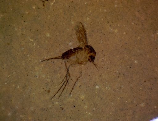 undet. Diptera
