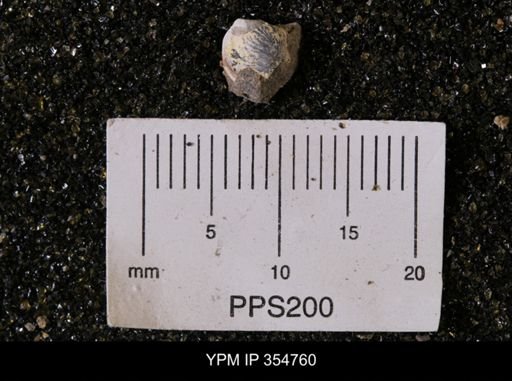 Limopsis striatopunctatus