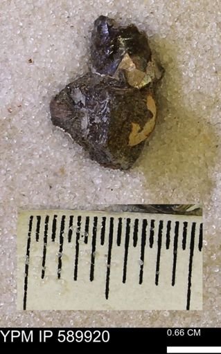 undet. Scaphitidae