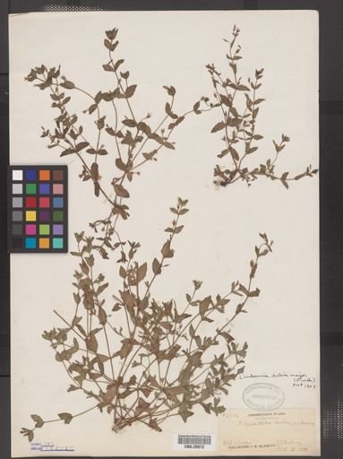 Lindernia dubia
