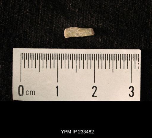 Archaeocidaris sp.