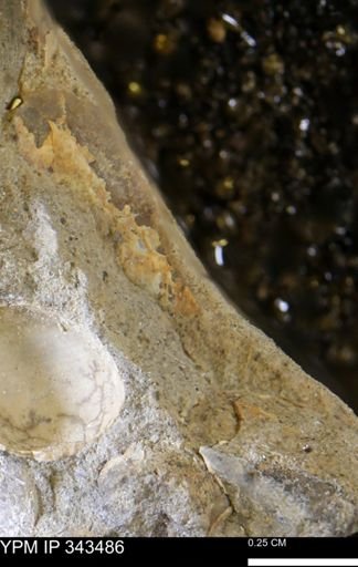 undet. Mollusca