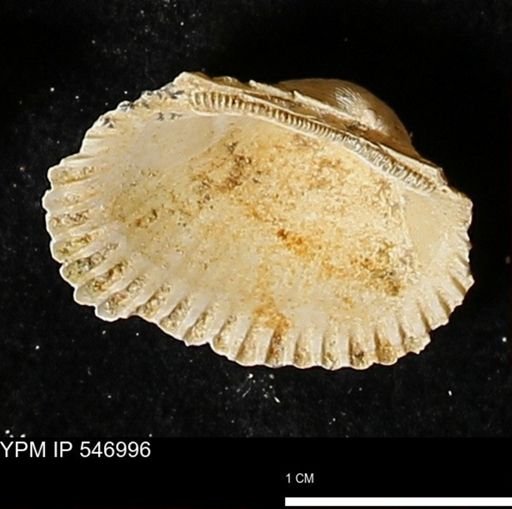 Scapharca transversa