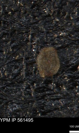 Miliammina manitobensis