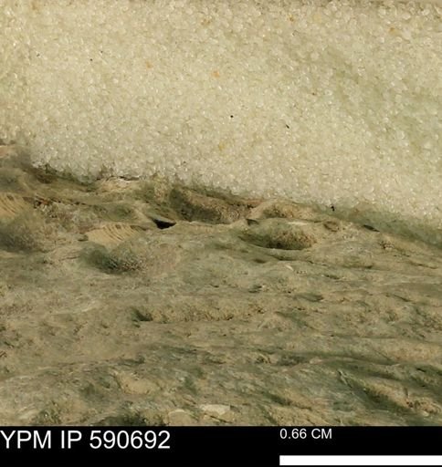 undet. Mollusca
