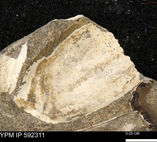 undet. Bivalvia