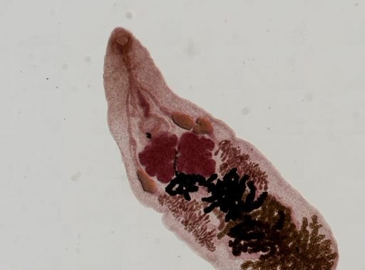 Dicrocoelium dendriticum