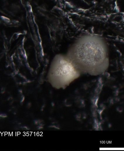 undet. Foraminiferida