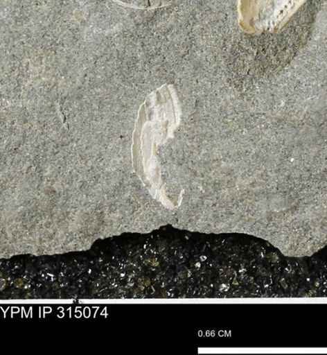 undet. Scaphitidae