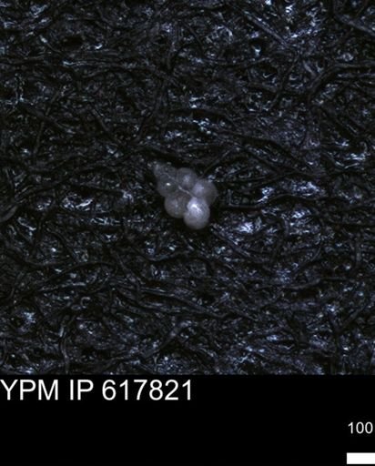 undet. Heterohelicidae