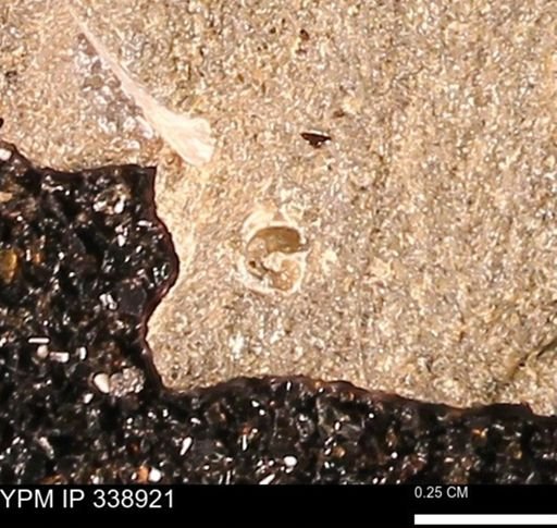 undet. Gastropoda