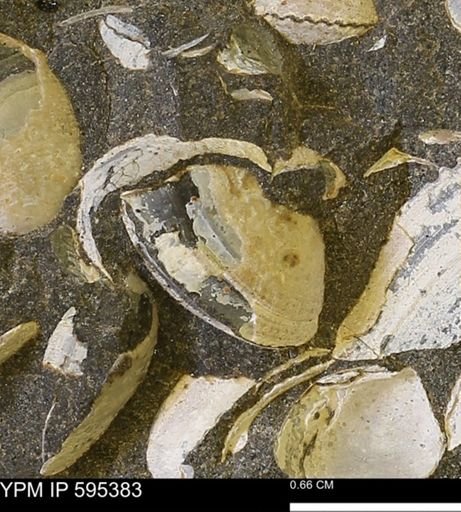 Protocardia sp.