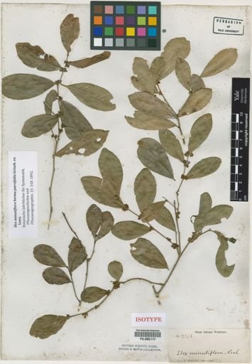 Ilex minutiflora
