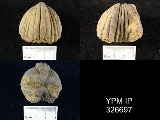 Platystrophia lynx