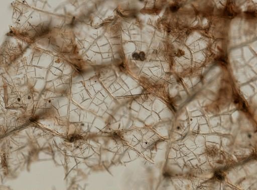 Haliclona (Soestella) caerulea