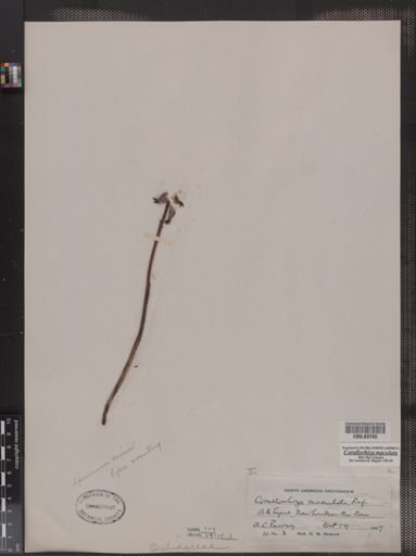Corallorhiza maculata