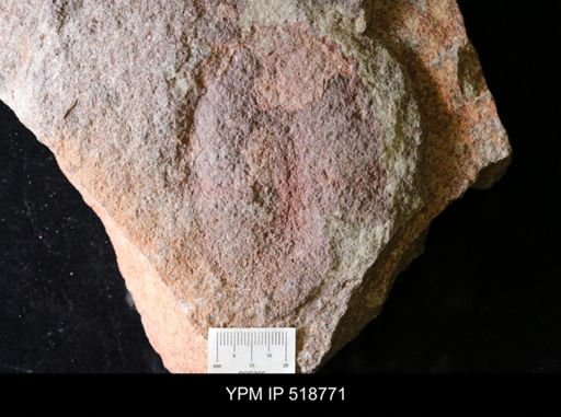 Duslia sp.