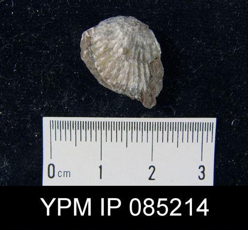 Atrypa reticularis