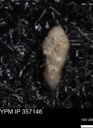 undet. Foraminiferida