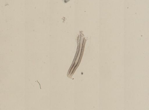 Amnicola limosus