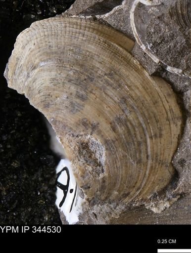 Limopsis striatopunctatus