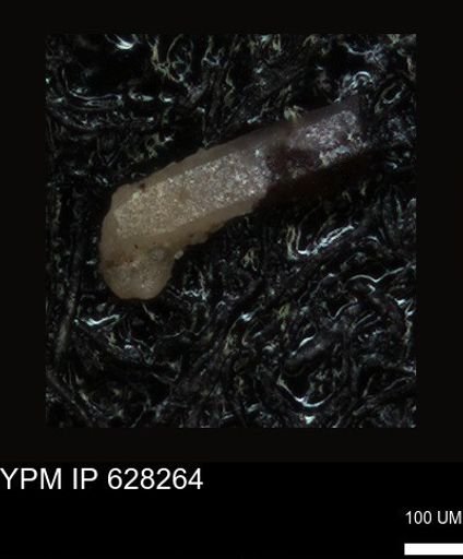 undet. Foraminiferida