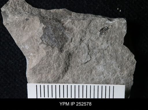 undet. Eurypterida