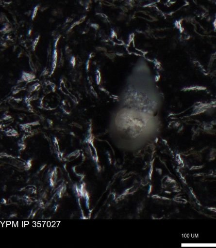 undet. Foraminiferida