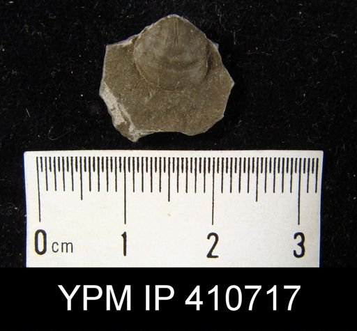 Ambocoelia praeumbona