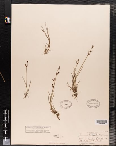 Juncus brevicaudatus