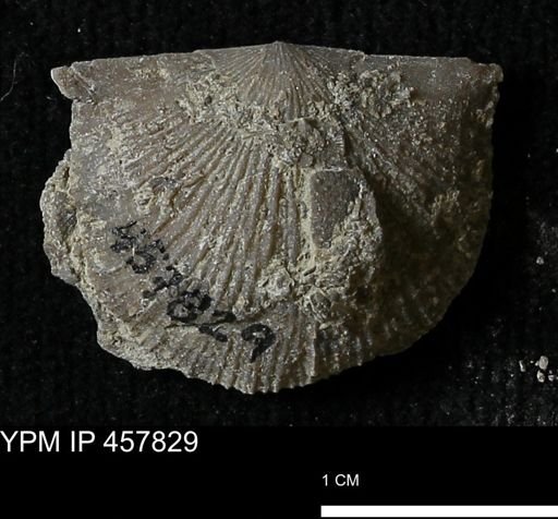 Strophodonta sp.
