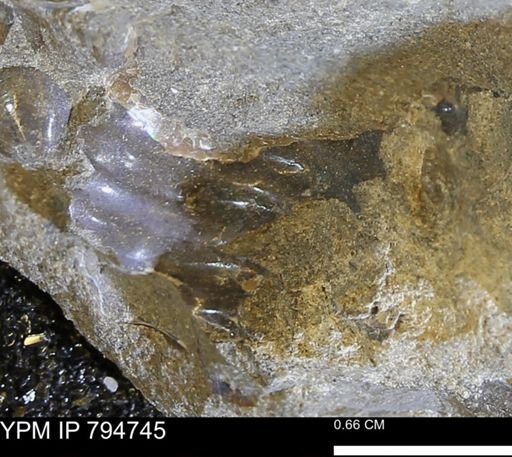 Hoploscaphites sp.