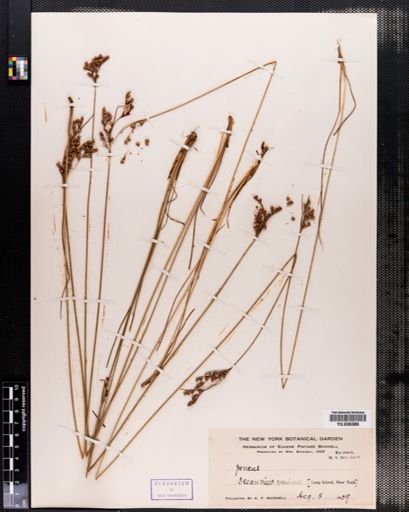Juncus