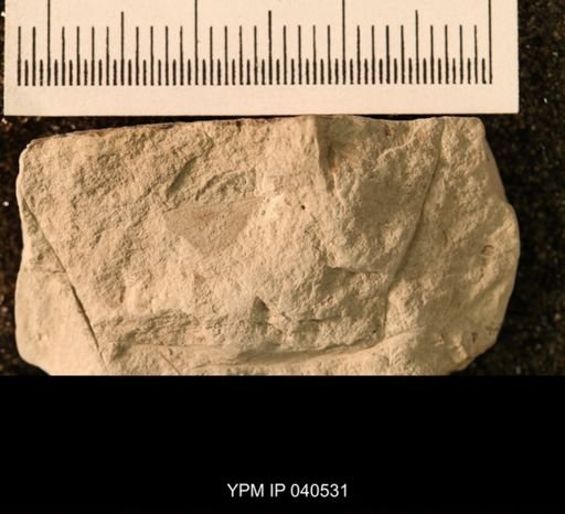 Probnis speciosa