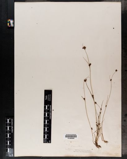 Rhynchospora