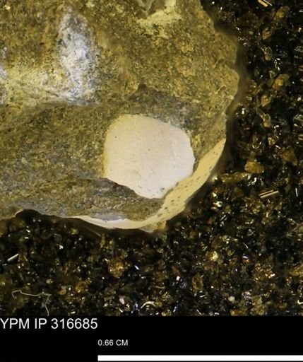 undet. Mollusca