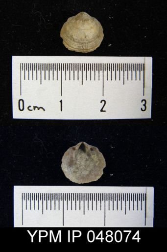 Mendacella cliftonensis