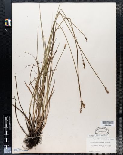 Carex longii