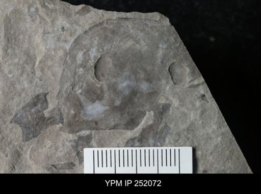 Eurypterus sp.
