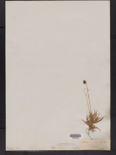 Carex