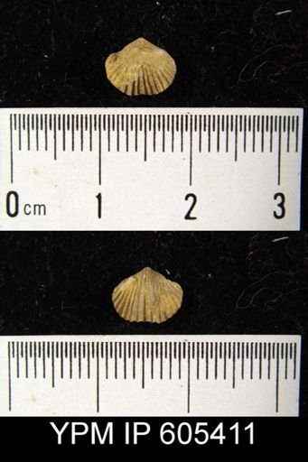 Zygospira modesta