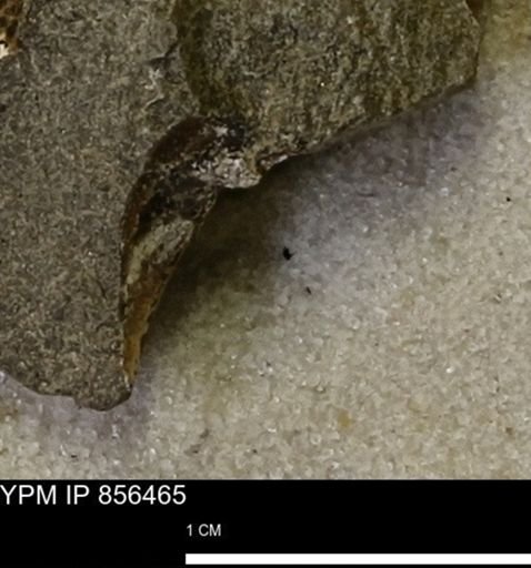 undet. Mollusca