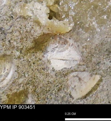 Corbulamella?