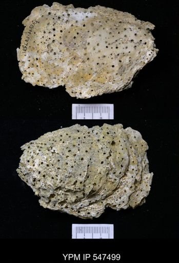 Ostrea sp.