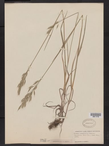 Bromus commutatus