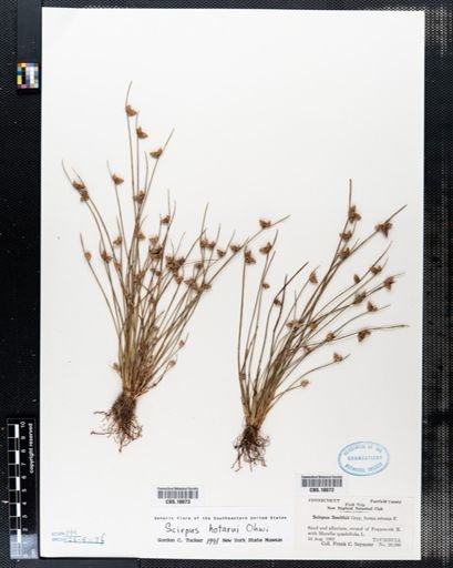 Scirpus smithii