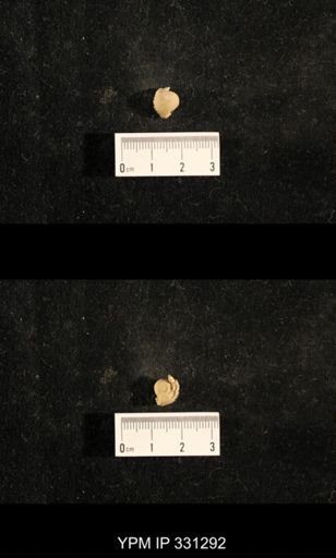 Euphemites sp.