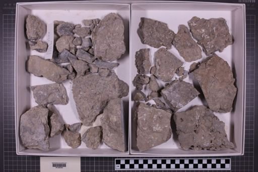 mixed taxa, stratigraphic collection
