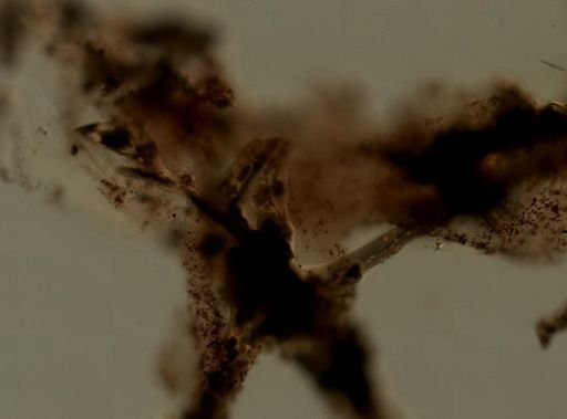 Darwinella cf. rosacea